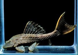 �����Τ�������!!���֥�å������ޡ��ɥץ쥳���ȥꥪ���ץ륹�ɡ�1ɤ