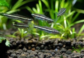 ��Ǯ�ӵ��ۡ��ʥΥ��ȥॹ���ޥ��ʥ����ȥ�����ӥ��ɡ�WILD��5ɤ