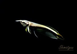 �˾���Ρ��ץ���ʥ֥�å�������ʡ�1ɤ