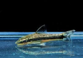 ��Ǯ�ӵ��ۡ����ȥ��󥯥륹���索��ˡ���WILD���ȥ���Υ��ɡ�1ɤ