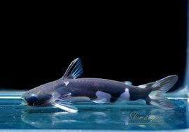 ��Ǯ�ӵ��ۡ��ۥ륹�����󥿥ƥ�����WILD��1ɤ