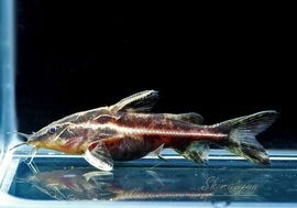 ��Ǯ�ӵ��ۡ��ۥ磻�ȥ饤��ȡ����󥰥���åȡ�WILD��3ɤ