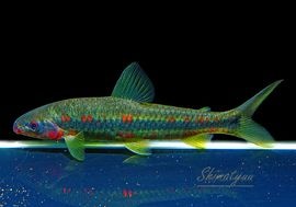 ����ʪ����ݥ�̥������ޥ�����Rio Uruguay�ɡ�WILD��1ɤ