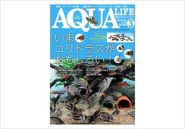 �������饤��2026ǯ3��桡�ý����ޥ���ɥ饹�����⤷������