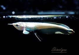 ����ʪ���˾���Ρ��ץ���ʥ֥�å�������ʡ�1ɤ��No.01