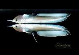 ����ʪ���˾���Ρ��ץ���ʥ֥�å�������ʡ�1ɤ��No.02