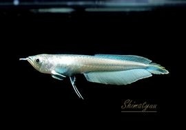 大型魚,古代魚 | AQUA-F東京店通販ショップ