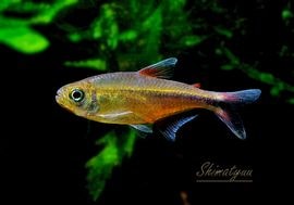 熱帯魚】 ブラックテールレッドベリーテトラ “アラグアイア” WILD 3匹