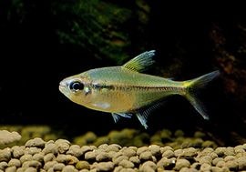 ��Ǯ�ӵ��ۡ���󥯥ۡ����㡡���󥹥ԥ�����WILD���ȥȥ�����󥹿�ϡɡ�1ɤ