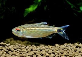 ��Ǯ�ӵ��ۡ����󥷥㥤�󡡥�󥯥ۡ����㡡WILD���ȥꥪ�����륢�ɡ�1ɤ