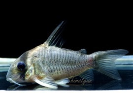 �����Τ��㤤����!!��C����硼�ȥΡ������륤������WILD��1ɤ