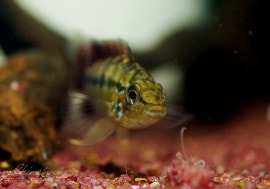 ����.sp. �������ե�å�����Rio Atabapo�ɡ��ףɣ̣ġ��礭�ܡ����У�