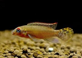 �ڥ�ӥ������ߥ��������˥����������ʥ������ꥢ����������WF1����SNZB��eed�ɡ����У�