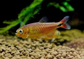 ��Ǯ�ӵ��ۥ�󥯥ۡ����㡡����ꥹ��WILD����Serra do Cachimbo�ɡ�3ɤ