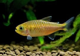 ��Ǯ�ӵ��ۥ�󥯥ۡ����㡡�������ե���ޡ�WILD����rio Curua�ɡ�1ɤ