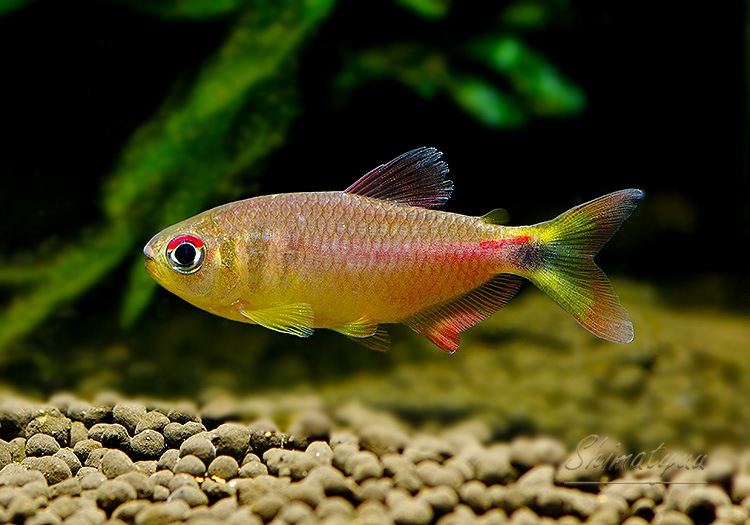 熱帯魚】 ヘミグラムス プレトエンシス “レティシア” WILD 3匹