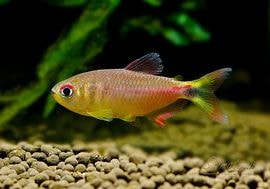 ��Ǯ�ӵ��ۡ��إߥ���ॹ���ץ�ȥ��󥷥����ȥ�ƥ������ɡ�WILD��1ɤ