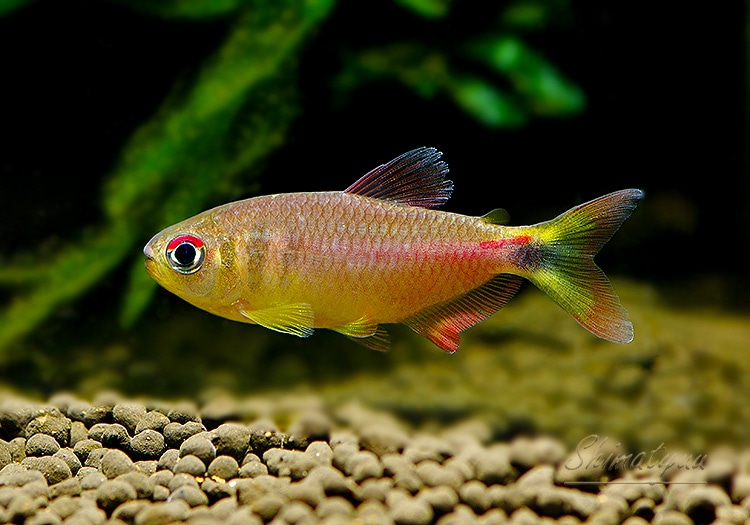 熱帯魚】 ヘミグラムス プレトエンシス “レティシア” WILD 1匹