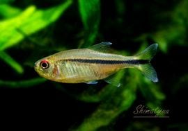 ��Ǯ�ӵ��ۡ��ϥ��ե����֥ꥳ�󡡥��ȥ饹���� Serra do Cachimbo�ɡ�WILD��3ɤ