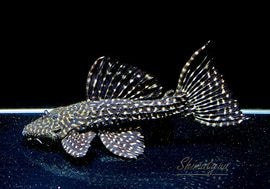 ����ʪ���ॹ���󥰥ȥ�ࡡ�ȥ���󥫡� �ꥪ�����륢�ɡ�No.01