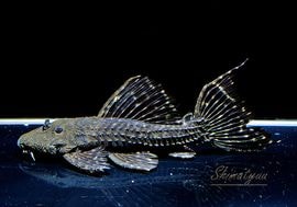 ����ʪ���ॹ���󥰥ȥ�ࡡ�ȥ���󥫡� �ꥪ�����륢�ɡ�No.02