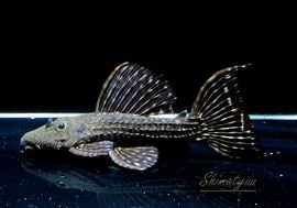 ����ʪ���ॹ���󥰥ȥ�ࡡ�ȥ���󥫡� �ꥪ�����륢�ɡ�No.03