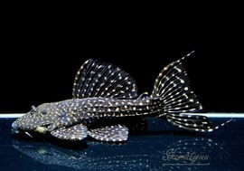 ����ʪ���ॹ���󥰥ȥ�ࡡ�ȥ���󥫡� �ꥪ�����륢�ɡ�No.04