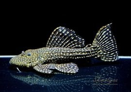 ����ʪ���ॹ���󥰥ȥ�ࡡ�ȥ���󥫡� �ꥪ�����륢�ɡ�No.05