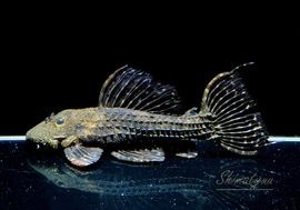 ����ʪ���ॹ���󥰥ȥ�ࡡ�ȥ���󥫡� �ꥪ�����륢�ɡ�No.06