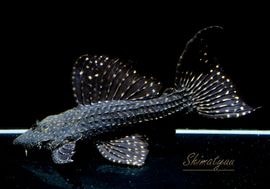 ����ʪ���ॹ���󥰥ȥ�ࡡ�ȥ���󥫡� �ꥪ�����륢�ɡ�No.07