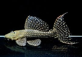 ����ʪ���ॹ���󥰥ȥ�ࡡ�ȥ���󥫡� �ꥪ�����륢�ɡ�No.08