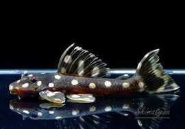 ����ʪ�����ѡ���ɥåȥޥ��ʥࡡWILD���ȥ��󥰡��ɡ�No.01