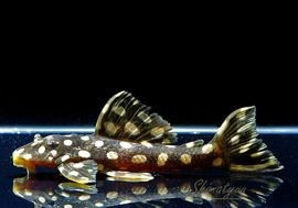 ����ʪ�����ѡ���ɥåȥޥ��ʥࡡWILD���ȥ��󥰡��ɡ�No.02