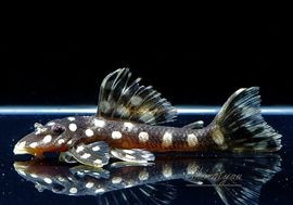 ����ʪ�����ѡ���ɥåȥޥ��ʥࡡWILD���ȥ��󥰡��ɡ�No.03