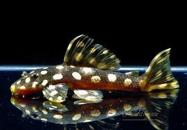 ����ʪ�����ѡ���ɥåȥޥ��ʥࡡWILD���ȥ��󥰡��ɡ�No.0���������񤢤��ò�