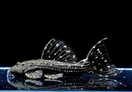 ����ʪ���ॹ���󥰥ȥ�ࡡ�ȥ���󥫡� �ꥪ�����륢�ɡ��ߥɥ륵������No.01