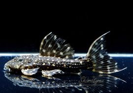 ����ʪ���ॹ���󥰥ȥ�ࡡ�ȥ���󥫡� �ꥪ�����륢�ɡ��ߥɥ륵������No.02