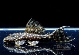 ����ʪ���ॹ���󥰥ȥ�ࡡ�ȥ���󥫡� �ꥪ�����륢�ɡ��ߥɥ륵������No.03