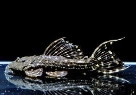 ����ʪ���ॹ���󥰥ȥ�ࡡ�ȥ���󥫡� �ꥪ�����륢�ɡ��ߥɥ륵������No.04