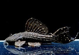 ����ʪ���ॹ���󥰥ȥ�ࡡ�ȥ���󥫡� �ꥪ�����륢�ɡ��ߥɥ륵������No.05