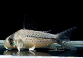 C��.sp.��-3 �ʥǥå��꡼�ˡȥ�����ӥ��ɡ�WILD��3ɤ��