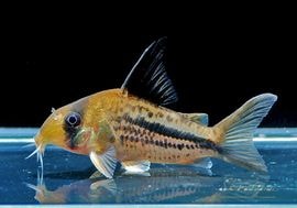 C��.sp.�ƥ�ƥ󥢥�������ǥ� �ʥǥå��꡼�ˡȥ�����ӥ��ɡ�WILD��1ɤ��