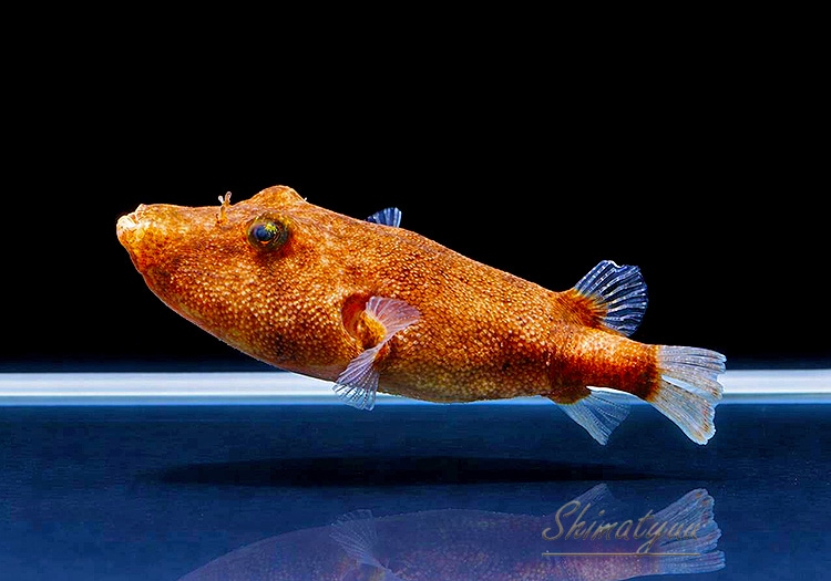 熱帯魚】 テトラオドン ミウルス・レッド “コンゴ” 1匹 | 熱帯魚 熱帯魚】 テトラオドン ミウルス・レッド “コンゴ” 1匹 | 熱帯魚