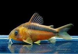 C���Х��ƥ����ȥ�����ӥ��ɡ�WILD��3ɤ��