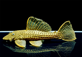 ����ʪ���ɥ饴��ϥ��ե���쥪�ѡ��ɥȥ�ࡡ ��High yellow�ɡ�Bigsize��No.02