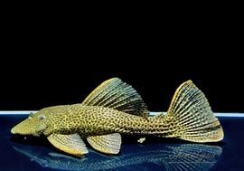 ����ʪ���ɥ饴��ϥ��ե���쥪�ѡ��ɥȥ�ࡡ ��High yellow�ɡ�Bigsize��No.03