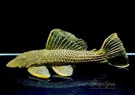 ����ʪ���ɥ饴��ϥ��ե���쥪�ѡ��ɥȥ�ࡡ ��High yellow�ɡ�Bigsize��No.04