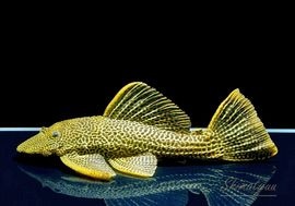 ����ʪ���ɥ饴��ϥ��ե���쥪�ѡ��ɥȥ�ࡡ ��High yellow�ɡ�Bigsize��No.06