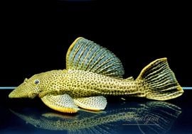 ����ʪ���ɥ饴��ϥ��ե���쥪�ѡ��ɥȥ�ࡡ ��High yellow�ɡ�Bigsize��No.08