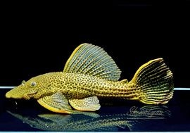 ����ʪ���ɥ饴��ϥ��ե���쥪�ѡ��ɥȥ�ࡡ ��High yellow�ɡ�Bigsize��No.09